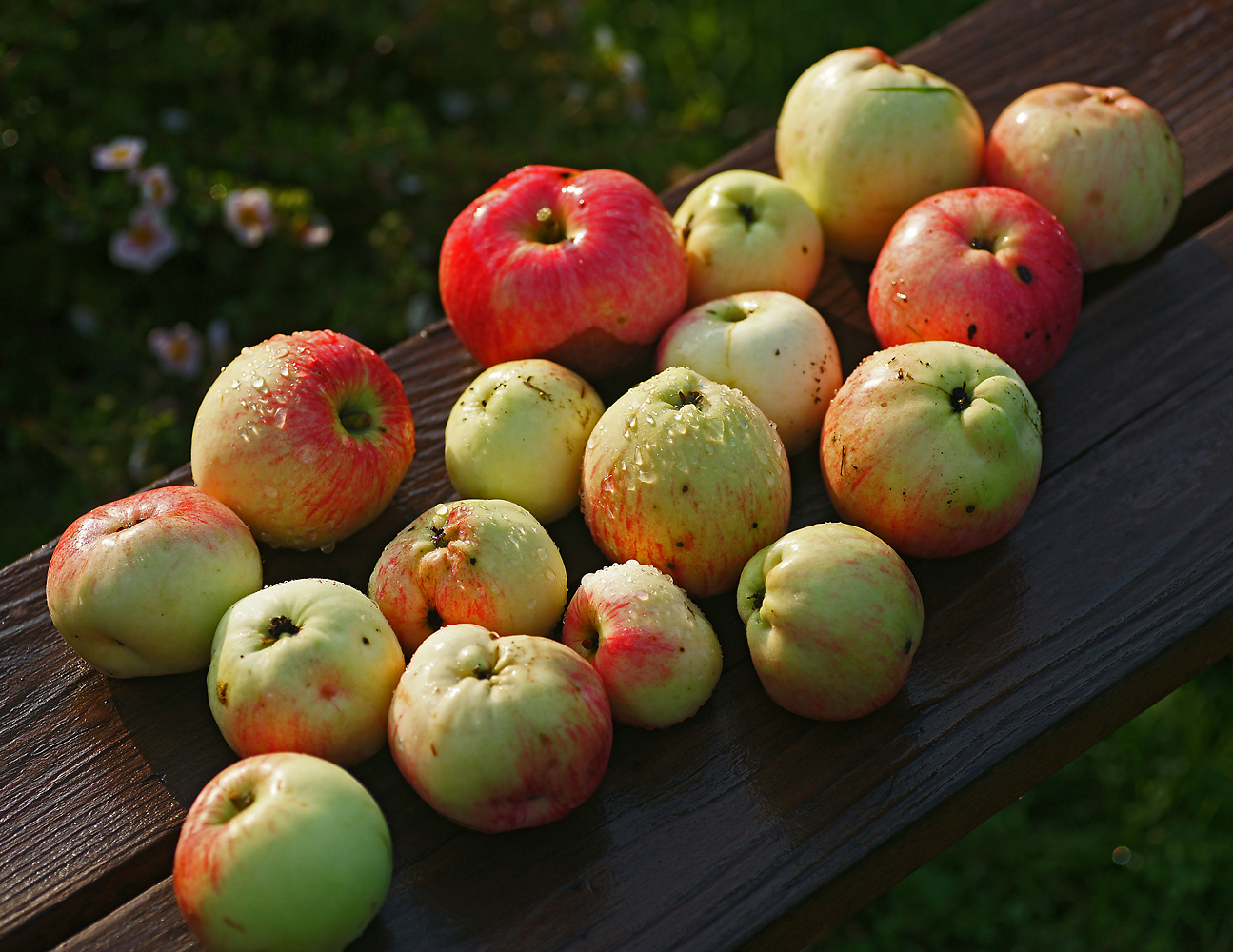 Изображение особи Malus domestica.