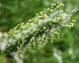 Phleum pratense