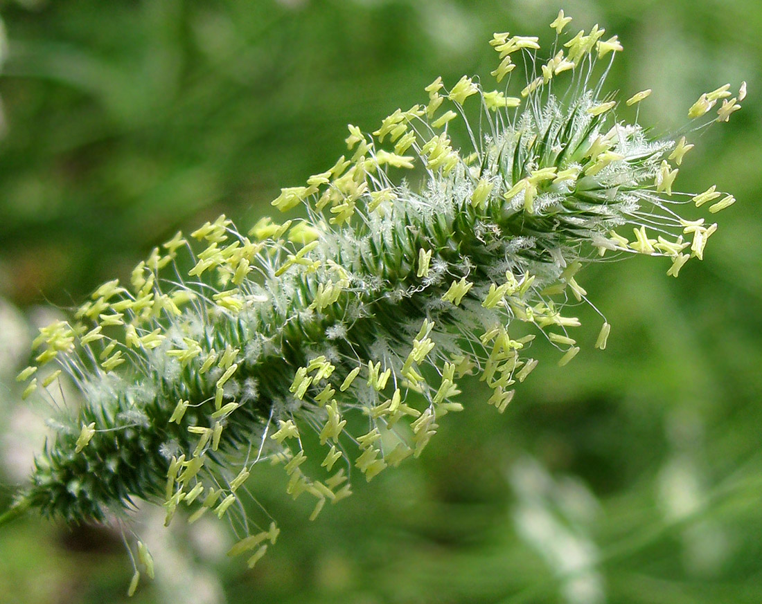 Image of Phleum pratense specimen.