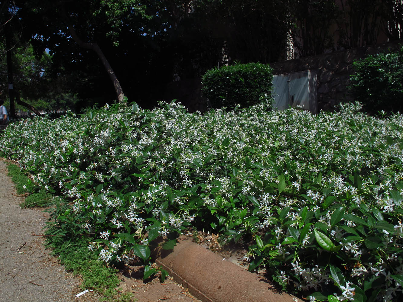 Image of Trachelospermum jasminoides specimen.