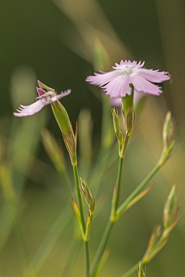 Image of Dianthus pallens specimen.