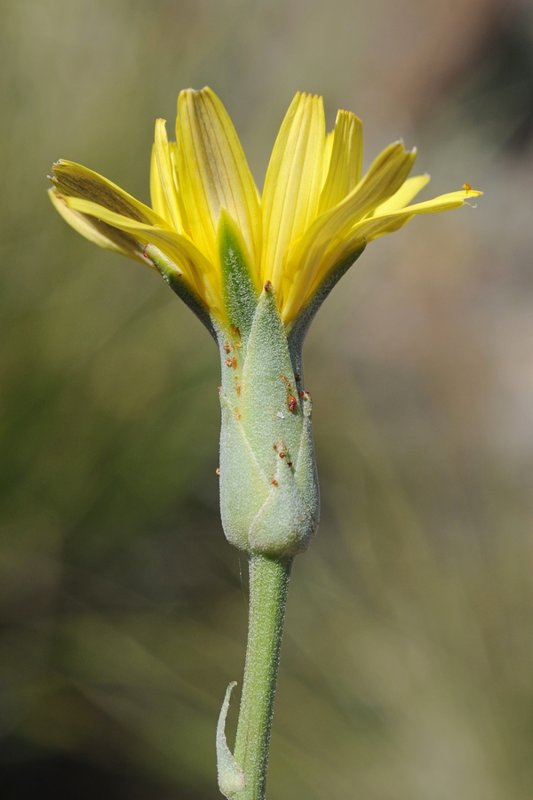 Image of Scorzonera inconspicua specimen.