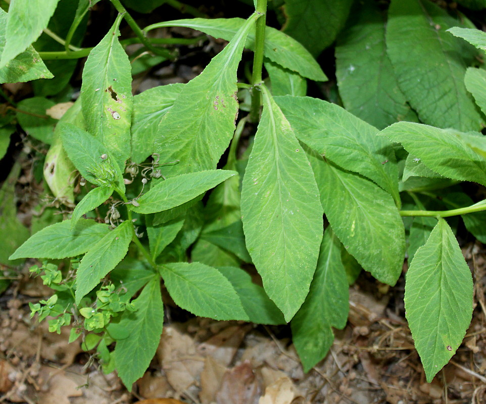 Image of Lobelia siphilitica specimen.