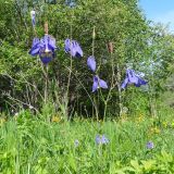 Aquilegia sibirica