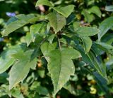 genus Malus. Листья. Германия, г. Дюссельдорф, Ботанический сад университета. 04.09.2013.