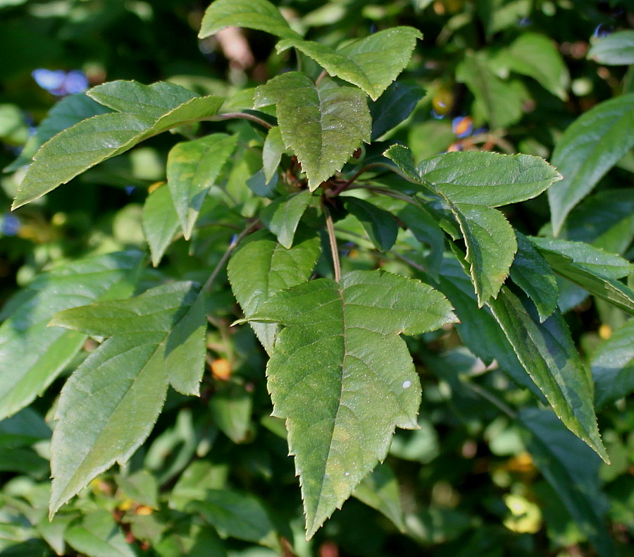 Image of genus Malus specimen.