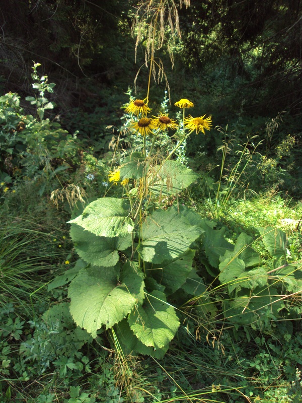 Изображение особи Telekia speciosa.