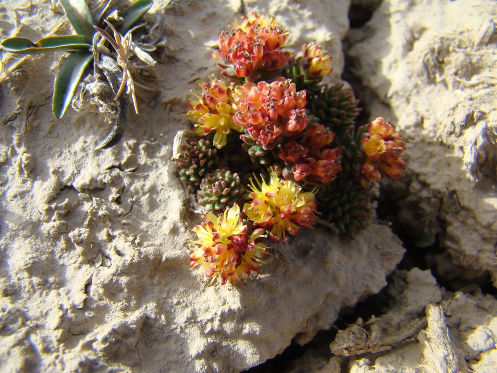 Изображение особи Rhodiola pamiroalaica.