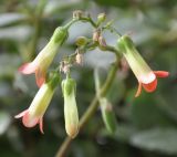 Kalanchoe