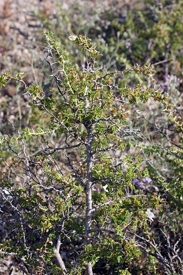 Изображение особи Rosa nanothamnus.