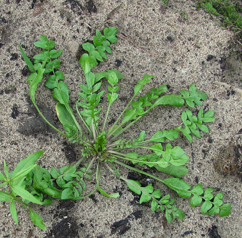 Image of Capsella bursa-pastoris specimen.