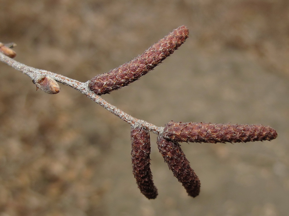 Изображение особи Betula dauurica.