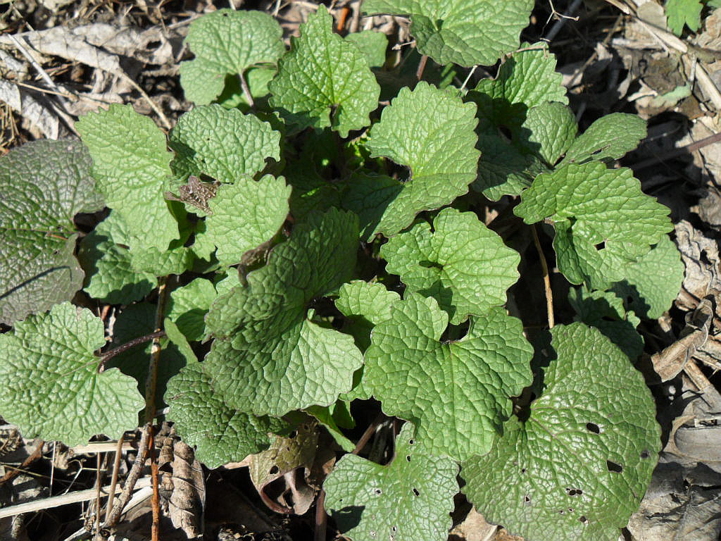 Image of Alliaria petiolata specimen.