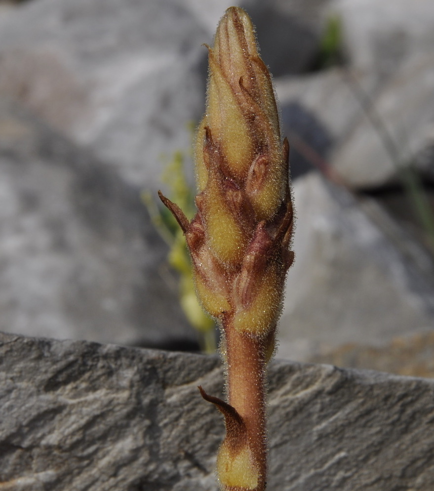 Image of Orobanche alba specimen.