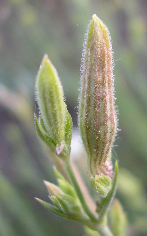 Image of Silene supina specimen.