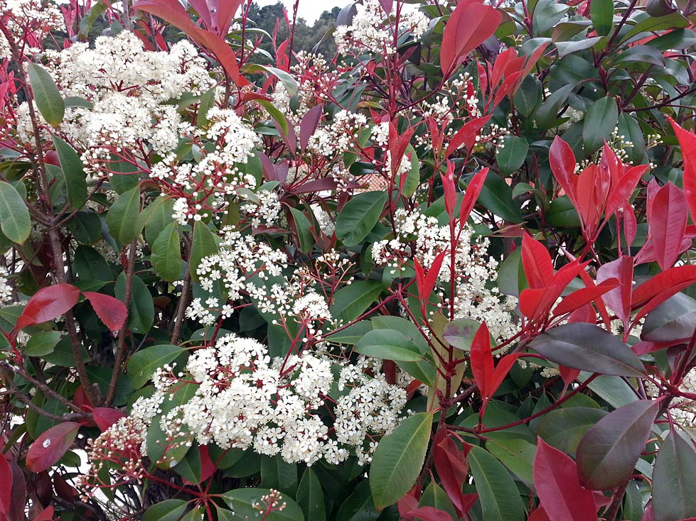 Image of Photinia × fraseri specimen.