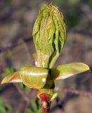 Acer platanoides. Раскрывающаяся почка. Подмосковье, г. Одинцово, придомовые посадки. Апрель 2014 г.
