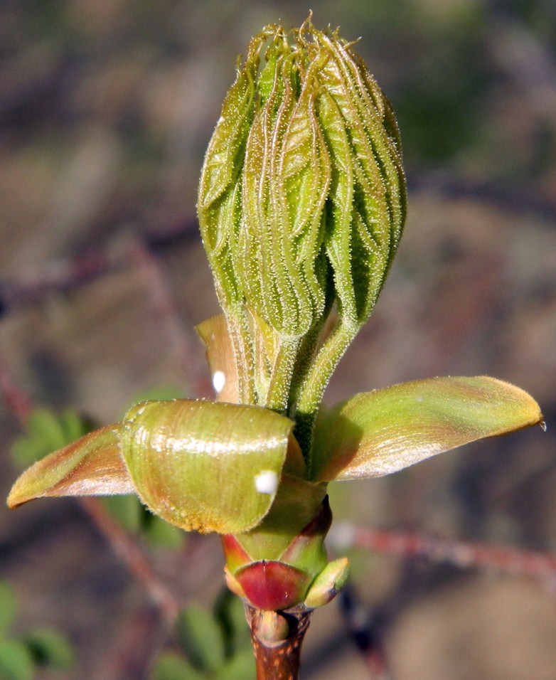 Изображение особи Acer platanoides.