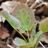 Berberis amurensis. Верхушка вегетирующего расения. Приморский край, Шкотовский р-н, пос. Подъяпольск, склон, поросший кустарником. 26.04.2014.