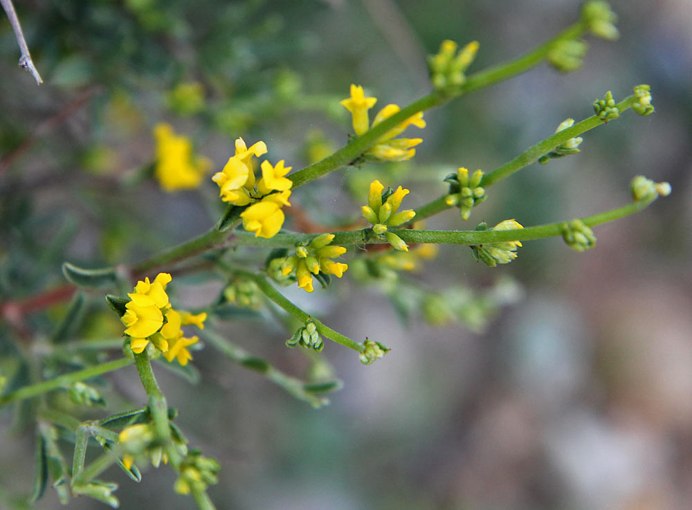 Image of Anthyllis hermanniae specimen.