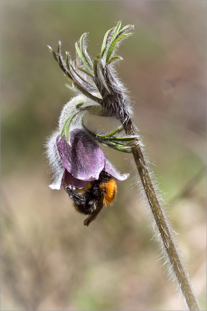 Изображение особи Pulsatilla pratensis.