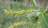 genus Salix. Соплодие. Московская обл., Лотошинский р-н, окр. дер. Савостино. 15.05.2014.