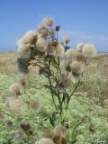 Cirsium incanum