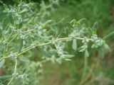 Herniaria разновидность angustifolia