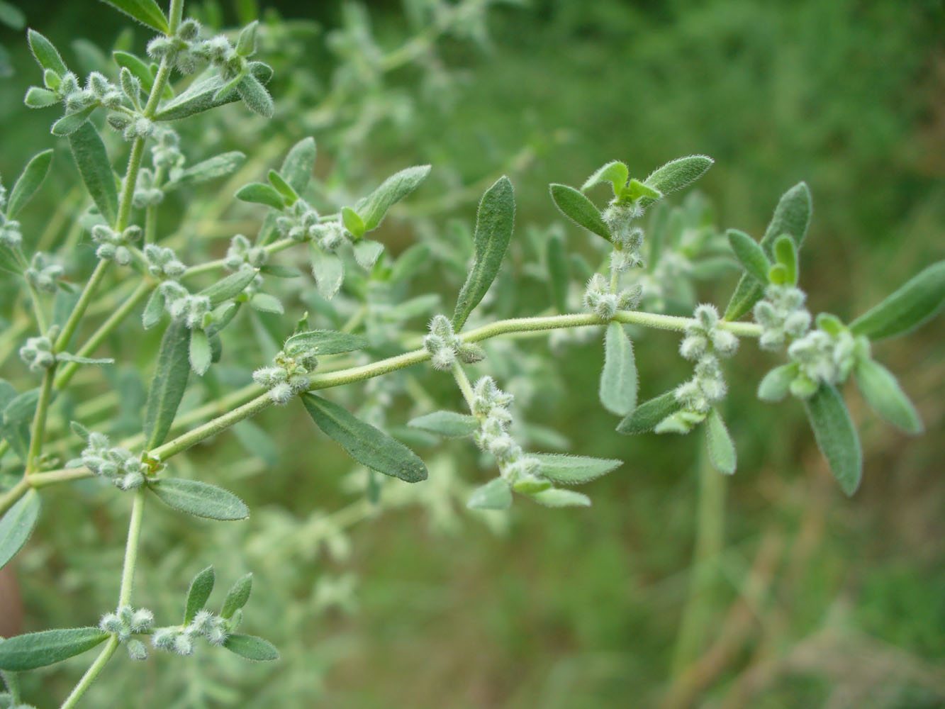 Image of Herniaria incana var. angustifolia specimen.