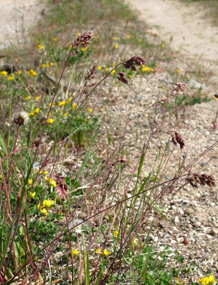 Image of Poa alpina specimen.