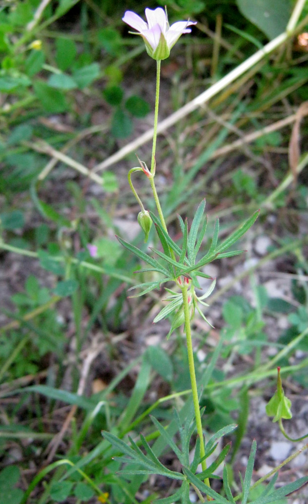 Изображение особи Geranium columbinum.