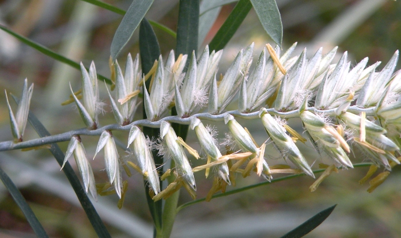 Image of Agropyron dasyanthum specimen.