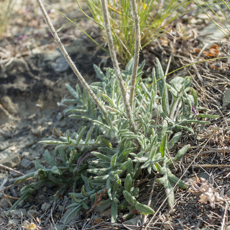 Image of Jurinea blanda specimen.