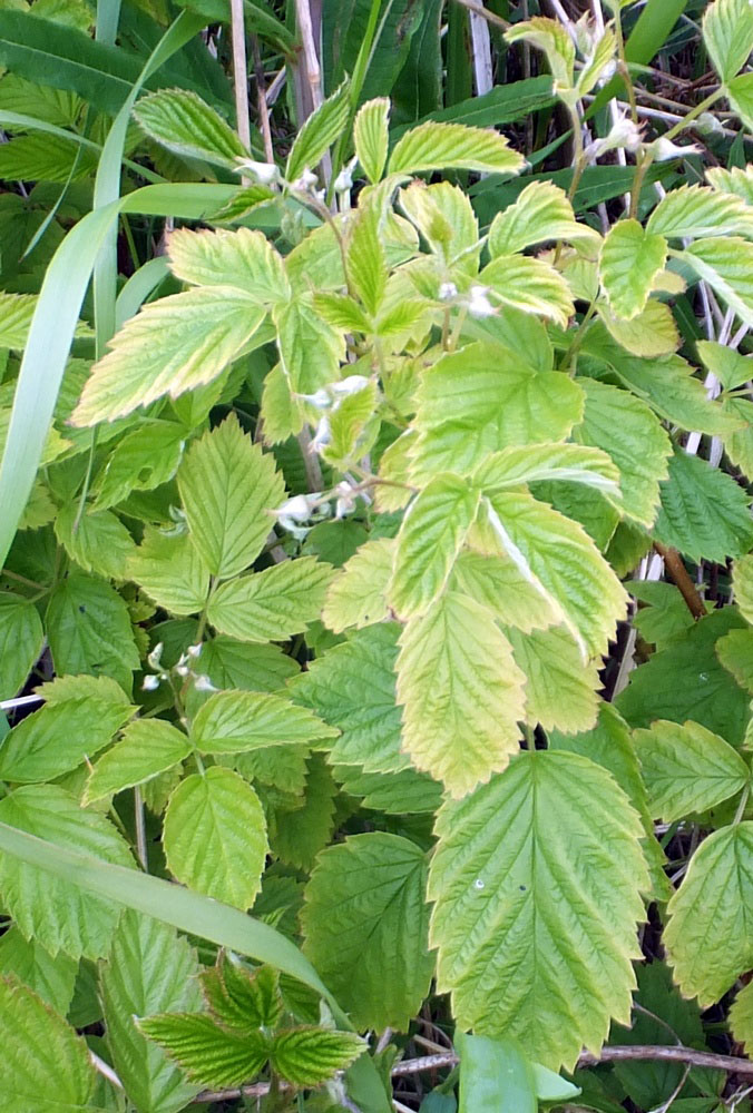 Изображение особи Rubus idaeus.