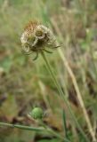 Scabiosa ochroleuca