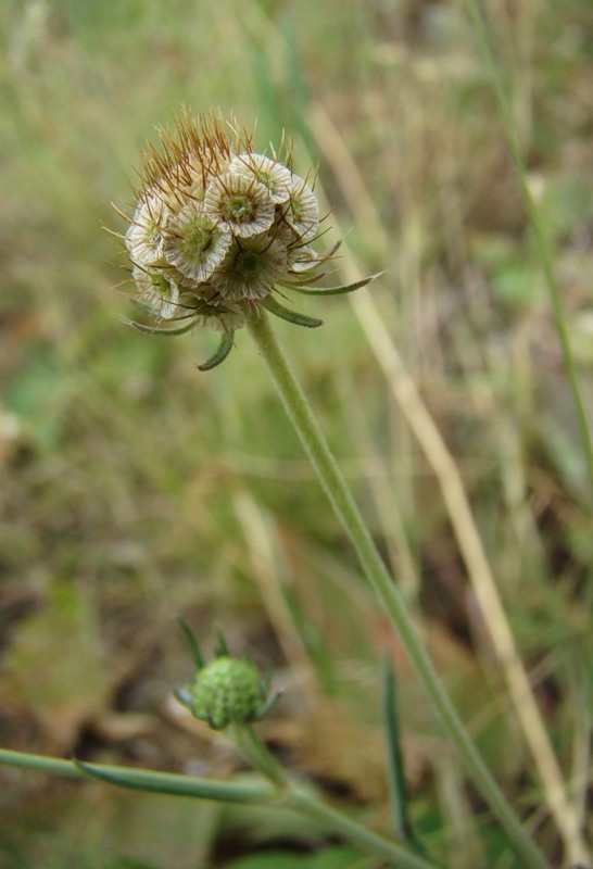 Изображение особи Scabiosa ochroleuca.