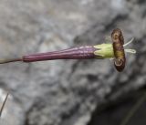 Silene subspecies dionysii