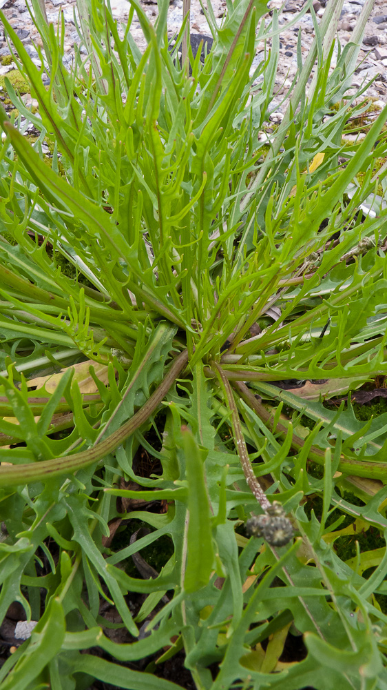 Image of Scorzoneroides autumnalis specimen.