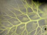 Utricularia × neglecta