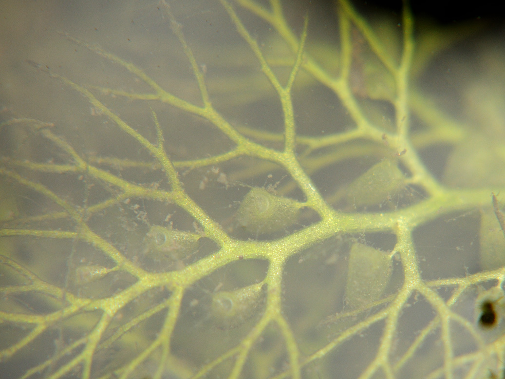Изображение особи Utricularia × neglecta.