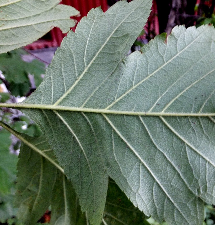 Image of Crataegus nigra specimen.