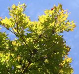 Acer japonicum. Плодоносящая ветвь. Германия, г. Дюссельдорф, Ботанический сад университета. 03.07.2014.