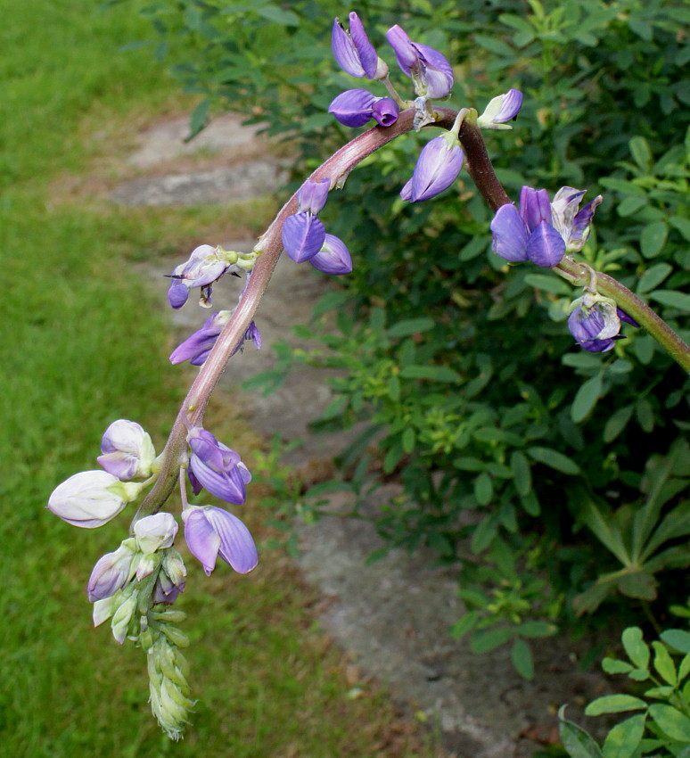 Изображение особи Lupinus &times; regalis.