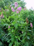 Spiraea × billardii