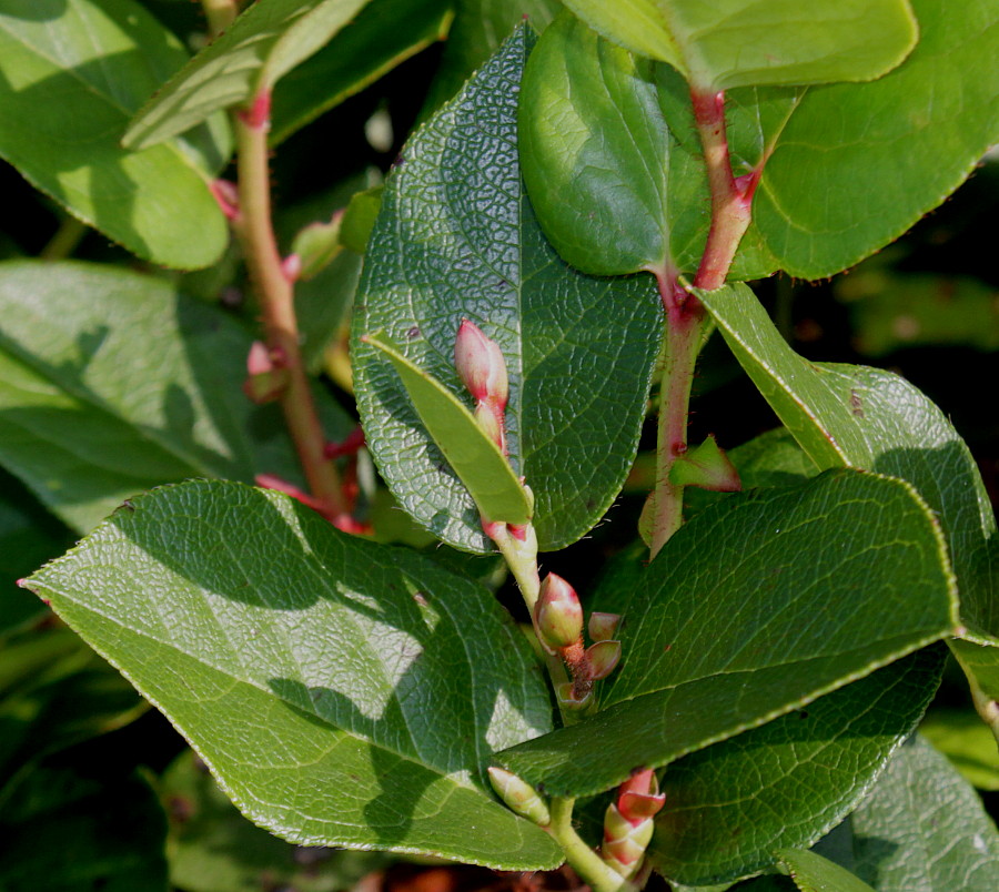 Image of Gaultheria shallon specimen.
