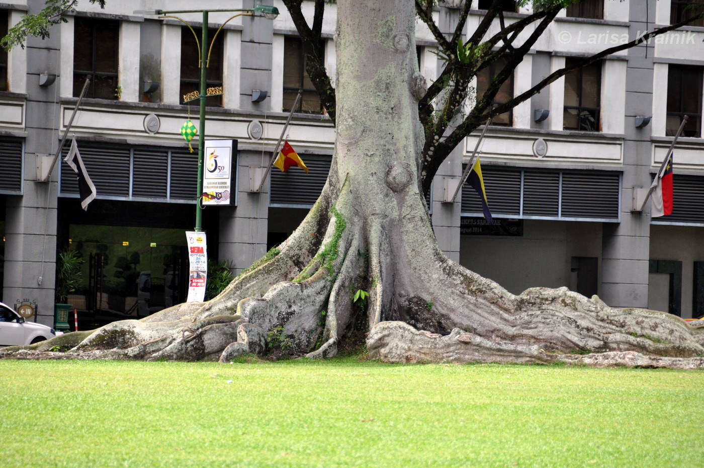 Image of Ceiba pentandra specimen.