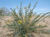Astragalus farctus