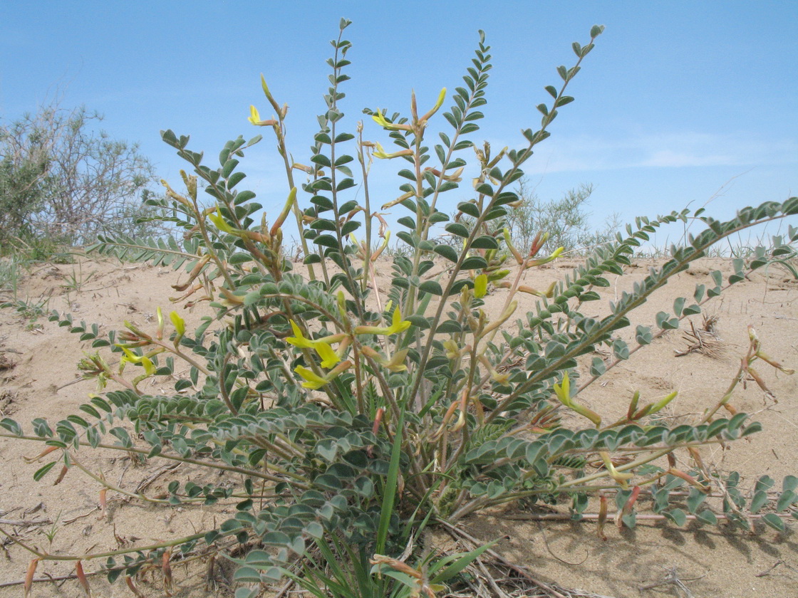 Image of Astragalus farctus specimen.