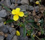 Helianthemum nummularium