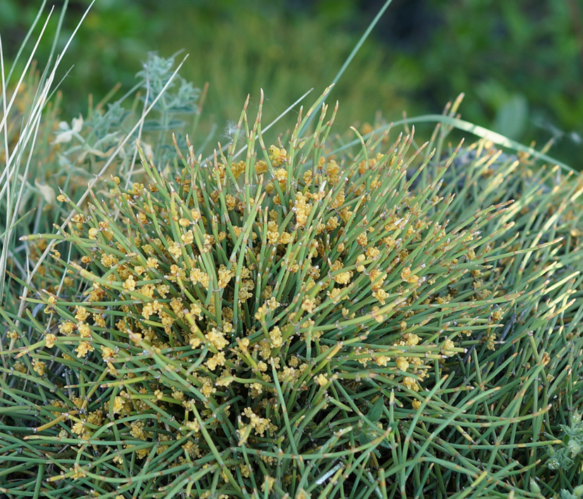 Image of Ephedra monosperma specimen.